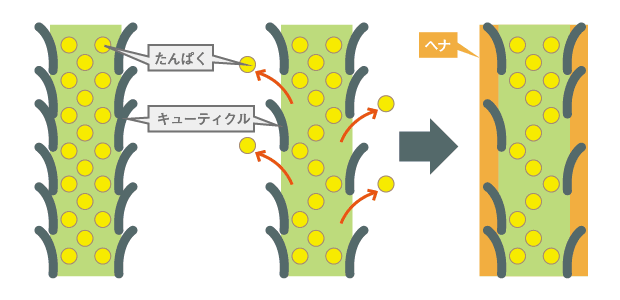 キューティクルについて